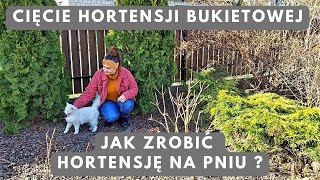 Jak zrobić hortensję na pniu Cięcie hortensji bukietowych [upl. by Ssenav]