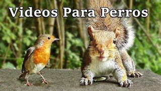 Videos Para Perros  Pájaros y Ardillas [upl. by Nivram645]