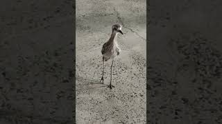 Bushstone Curlew Bird bushstone curlews bird animal shortsvideo shorts [upl. by Nomrac]