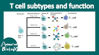 T cell subtypes  Th1 Th2 Treg Th17  Cytotoxic T cells  exhausted T cells [upl. by Siloum]