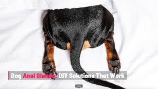 Dog Anal Glands DIY Solutions That Work [upl. by Stilu]