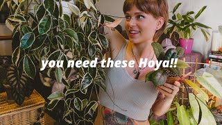 TOP recommended Hoya 5 categories  care tips and the best products for growing Hoyawax plants [upl. by Erkan]