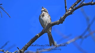 Melospiza melodia SONG SPARROW singing goes after fly 9076611 [upl. by Stone]