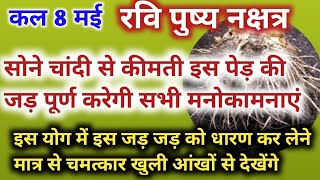 Ravi pushya nakshatra सोने चांदी से कीमती है इस पेड़ की जड़ पूर्ण करीब की सभी मनोकामनाएं [upl. by Enileuqcaj897]