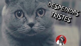 Las 6 despedidas de gatitos más tristes y dolorosas  Oscar Jack [upl. by Nylyrehc]