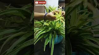 🕷️ How to Propagate Spider Plant in Water 🥃 पानी में स्पाइडर प्लांट कैसे उगाए 🌿  Spider Plant Tips [upl. by Therese]