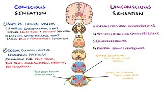 Spinothalamic Tract and Dorsal Column Medial Lemniscus Pathway  Ascending Tracts of the Spinal Cord [upl. by Ybroc450]