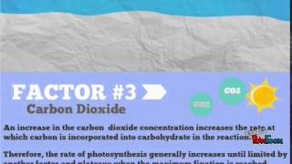 5 Factors That Affect Photosynthesis [upl. by Lladnek]