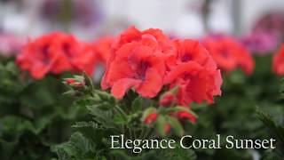 Pelargonium Grandiflorum Elegance Coral Sunset  Garden Plant with Flowers in spectacular Colours [upl. by Turmel]