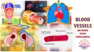 Blood Vessels Arteries Veins and Capillaries  Circulation and Fluids  Biology  Class 11 [upl. by Catlin]