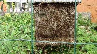 essaim abeilles dans mon jardin 2 [upl. by Aprile]