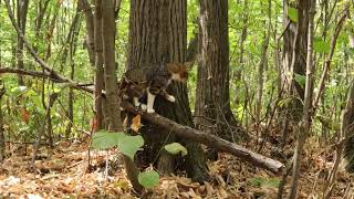 This Cat Loves the Mysterious Forest [upl. by Htebharas]