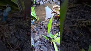 HOW TO CATCHING SNAKEHEAD FISH TOMAN   SNAKEHEAD FISH shorts fish channa viralvideo [upl. by Aire]