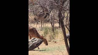 Kudu Females at our homes waterhole [upl. by Rebel]