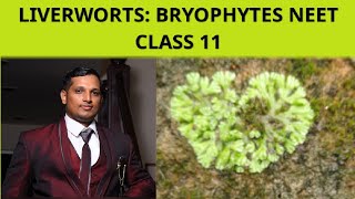 86REPRODUCTION IN LIVERWORTS PLANT KINGDOMCLASS 11 NEET [upl. by Velda]