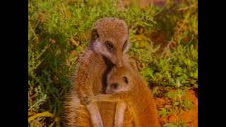 quotWildlife on One Meerkats Divided  A Tale of Unity and Strifequot [upl. by Nnyladnarb]