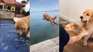 funny animal videos 😂😂  Cute Dog Compilation  Try not to Laugh  Animals Transformation [upl. by Phelips]