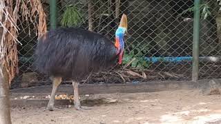 Doublewattled cassowary [upl. by Florian640]