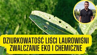 Dziurkowatość liści laurowiśni – zwalczanie ekologiczne i chemiczne dziury i objedzone liście [upl. by Sundberg]