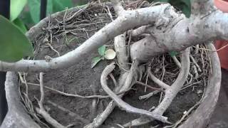 How to Grow Arboricola Trinette Plant  Bonsai of Arboricola Trinette  Part1 Urduhindi [upl. by Refinnaej]