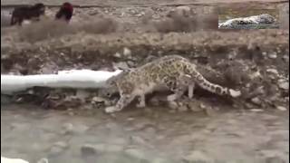 Snow leopard meet tibetan mastiffs [upl. by Retla]