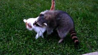 Raider the Raccoon Tries to Befriend a Cat Part 1 [upl. by Hobie]