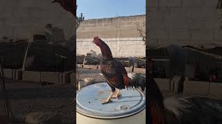 Asil Hatch musica gallosjm assel gallofino chicken fino gamefarm fino music rooster cover [upl. by Iatnahs]