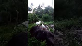 Amazing birds ganso viral trending asmrasmrvi deo [upl. by Ayiak]