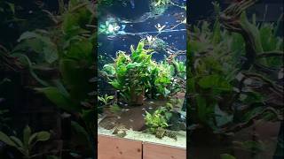 Should I add more cardinal tetra to this 4500L aquarium aquarium aquascape fishtank fishkeeping [upl. by Shriner]