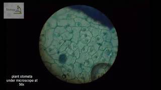 plant stomata under microscope [upl. by Alsi]