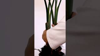 Repotting Strelitzia nicolai birds of paradise plant indoorplantcare plantshorts indoorsplants [upl. by Atalante414]