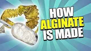 How Alginate is Made Tutorial [upl. by Duggan555]