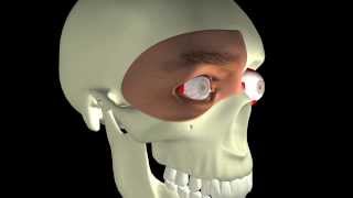 Thyroid Eye Disease  Introduction [upl. by Seravaj]