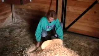 Bedding pellets or shavings for horse bedding [upl. by Terris923]