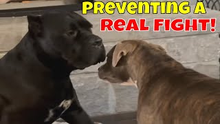 CANE CORSO vs PITBULL Aggression Preventing a REAL FIGHT [upl. by Cora974]