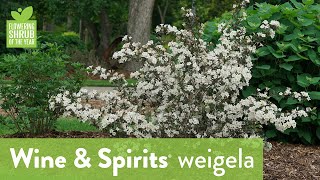 Flowering Shrub of the Year 2024  Wine amp Spirits® [upl. by Kooima]