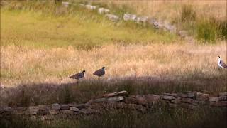 Masked Lapwing Plover calls [upl. by Eedyak901]