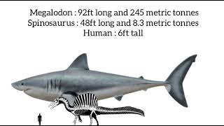 Megalodon and Spinosaurus size comparison [upl. by Gregrory663]