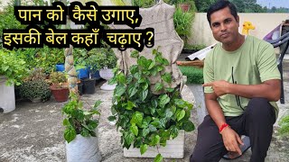 How to grow pan  How to Grow Betel Leaves [upl. by Aivekal]