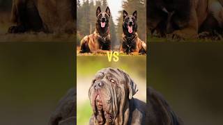 Neapolitan Mastiff  Schipperke Dog  Alaskan Malamute  Bull Terrier [upl. by Eednarb]