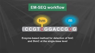 NEBNext® Enzymatic Methylseq Kit Workflow [upl. by Chimene]