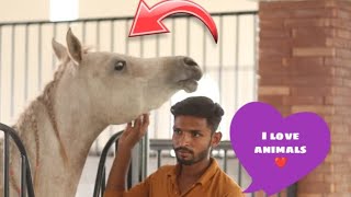 chaudhary Arabians farm 🐎🐎🐎 animals lover Waqaslion 🦁🐯 [upl. by Brandi]