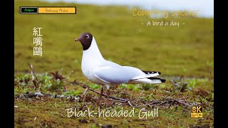 Blackheaded Gull [upl. by Dleifniw550]