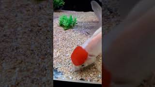 Red cap Oranda  redcap goldfish shorts redcapgoldfish [upl. by Assilaj]