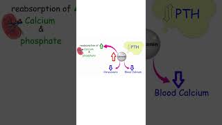 CALCITONIN EXPLAINED BONE GROWTH AND EXERCISE bone calcium exercise exercisescience [upl. by Plusch]