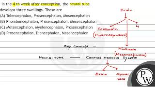 In the 4 th week after conception the neural tube develops three swellings These are A Telen [upl. by Laurentia]