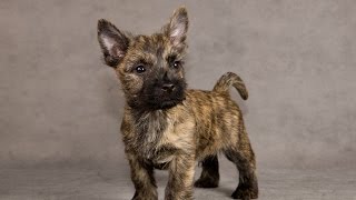 Housebreaking A Cairn Terrier Puppy Very Helpful Free MiniCourse On Cairn Terrier Training [upl. by Nirroc]