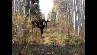 Bull Moose Calling MOV [upl. by Ennailuj]