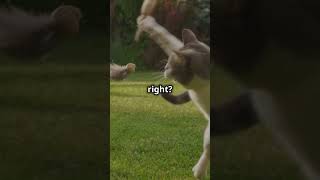 quotWhy Do Cats Chirp at Birds Feline Instinct Explained cats chirping felineinstinctquot [upl. by Todhunter562]