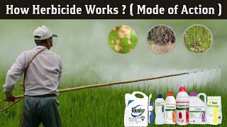 How Herbicides works  types of herbicides  herbicides mode of action in Hindi [upl. by Higginson]